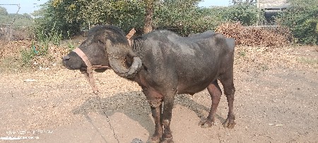 થંબનેલ 3