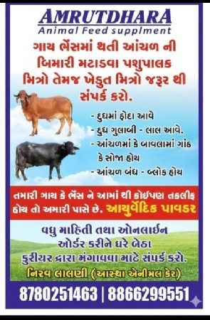 ગાય માં આંચળ ની બીમારી મટાડવા