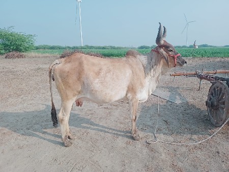 थंबनेल 2