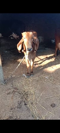 ગીર વાંસળી વેચવાની છે