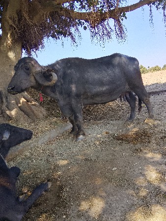 ત્રીજું વેકટર ભેજ છે