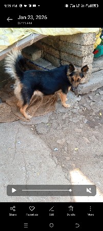 fimail Pappy vechva nu che