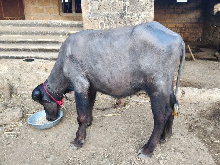 જાફરાબાદી પાડી વેશવાની છે.