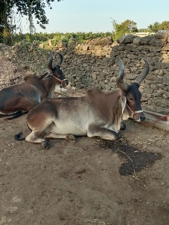 थंबनेल 3