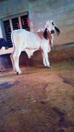 थंबनेल 3