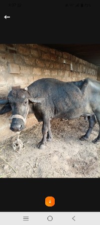 ભેંશ વેચાવાની છે