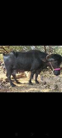 थंबनेल 3