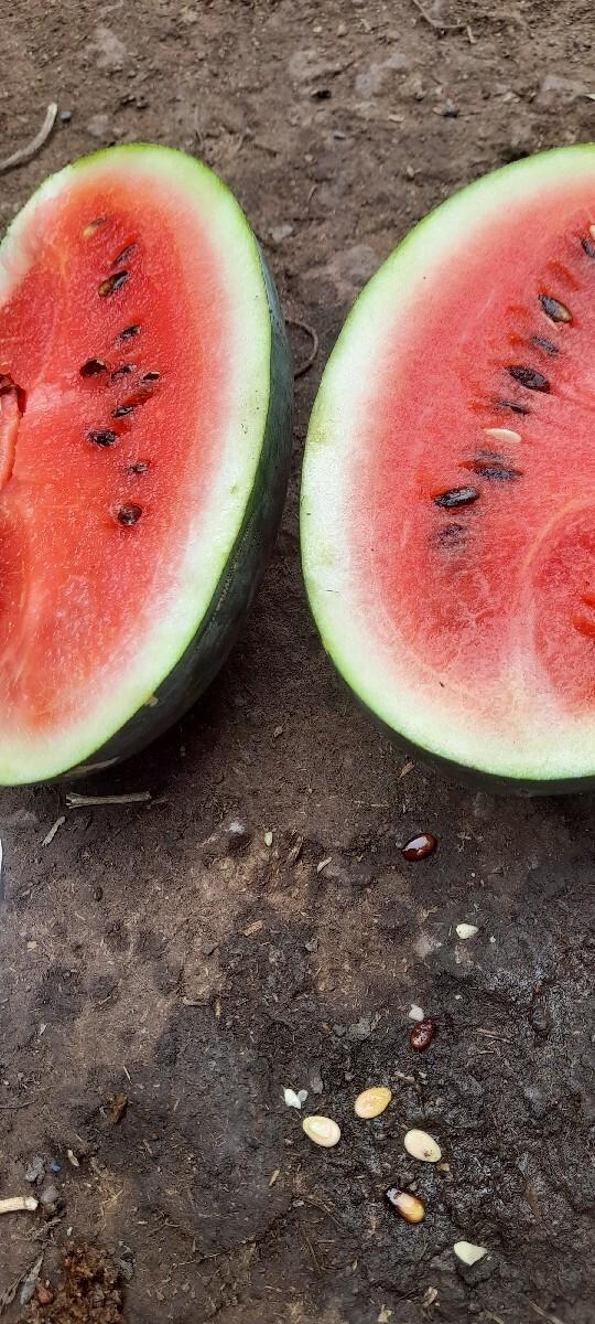 તરબુચ.  rs.18   1 to 4 kg