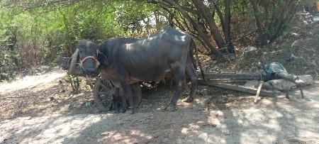 સોલંકી સાગર