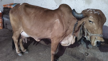 ગીર ગાય વેચવાની છે