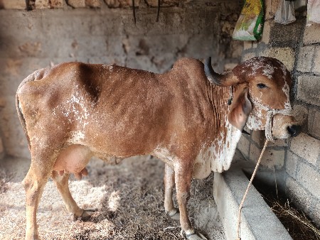 ગાય વેચવાની છે