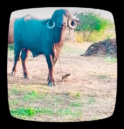 પાડો વેચવાનો છે