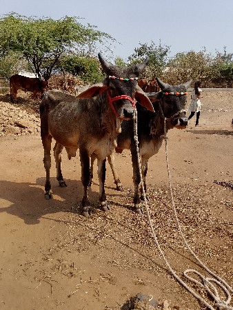 થંબનેલ 2