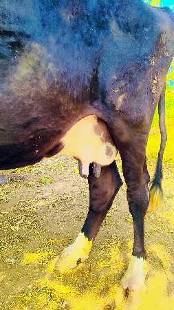 થંબનેલ 3