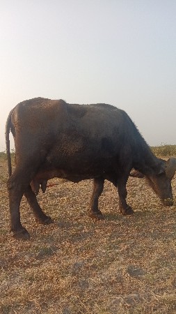 थंबनेल 3