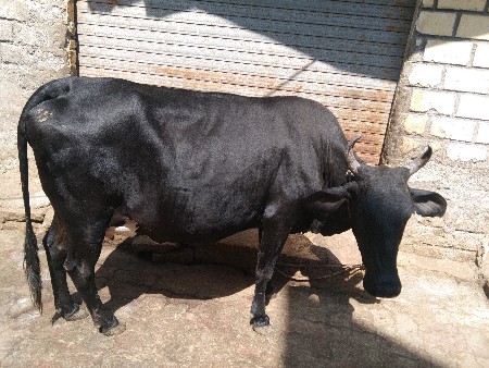 એચ એફ ક્રોસ વેચવાની છે