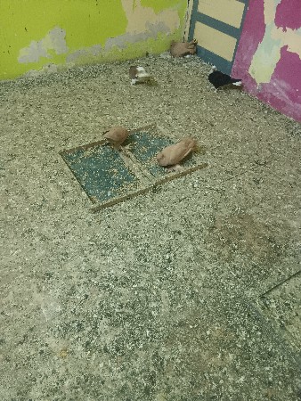 ૩ જોડી દેવાની છે