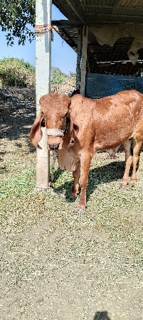 થંબનેલ 2