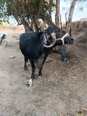 थंबनेल 2