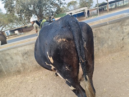 બીજું વેતર