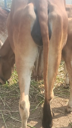 थंबनेल 2