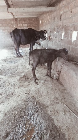 ભેંસ વેચવાની છે