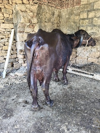 थंबनेल 2