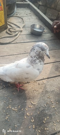 ફુલ ઉડાન કબુતર છે