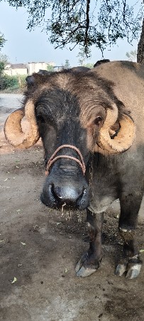 ખળેલિ વેચવાની છે