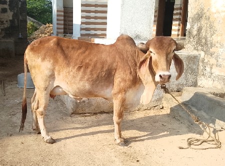 સૂવર્ણ કપીલા ગીર ગાય