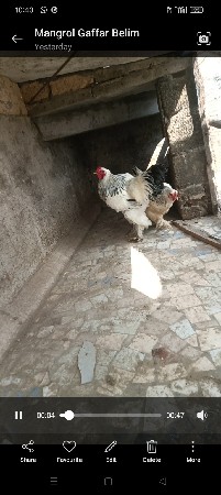 थंबनेल 3