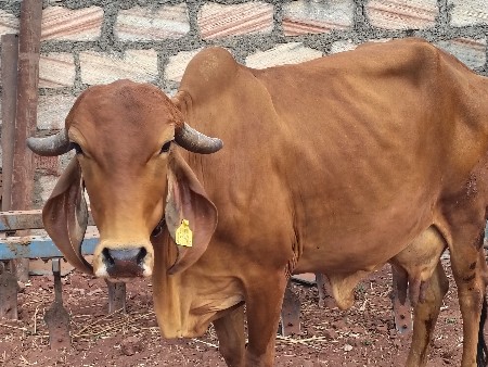 ગીર ગાય વેચવાની છે