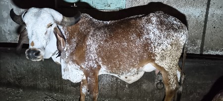 2 ગાય વેચવાની છે