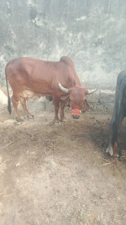 थंबनेल 2