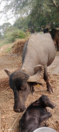 थंबनेल 2