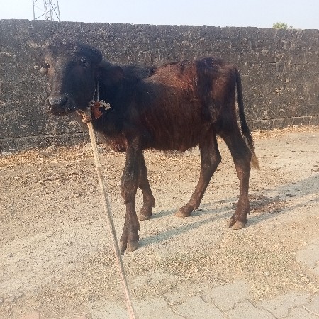 થંબનેલ 2