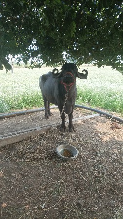 थंबनेल 2