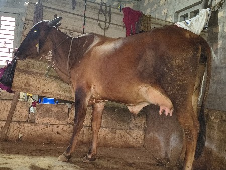 ગાય વેચવાની છે