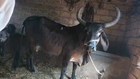 थंबनेल 2