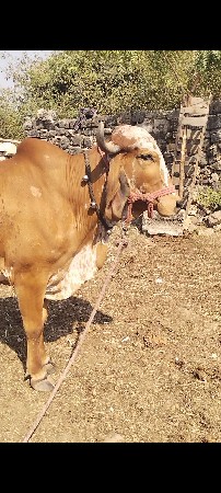 थंबनेल 2