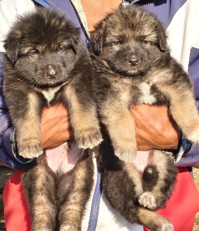 jarman sefard longcott feemel