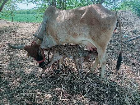 ગાય વેચવાની છે