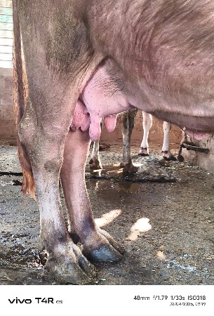 જાફરાબાદી ભેંશ વેશવાની શે,,,