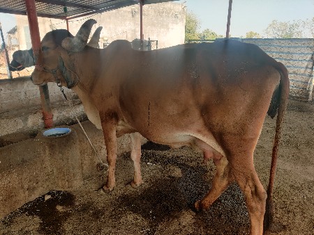 2 વેતર ગીર ગાય