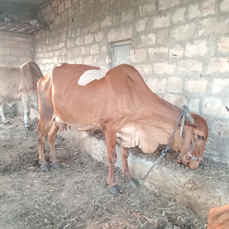 ગાય વેચવાની છે
