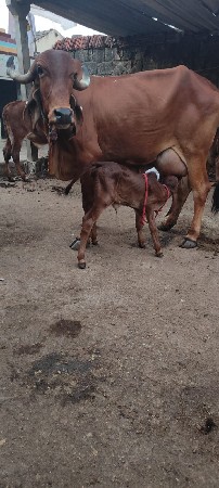 થંબનેલ 2