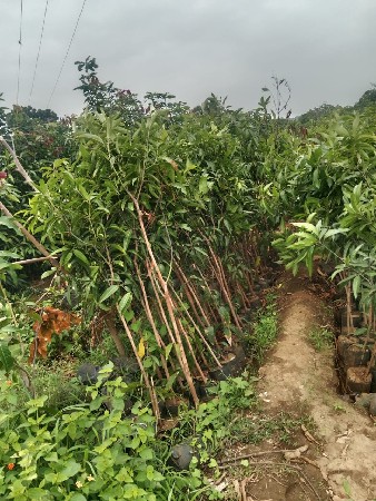 કલમ વેચવાની છે