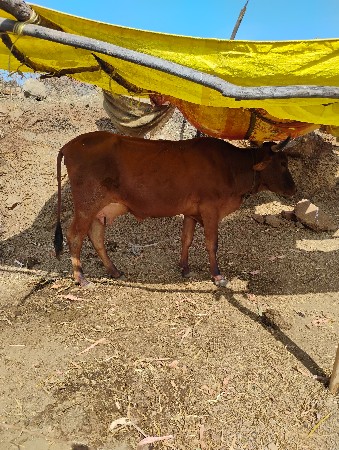 જર્સી વેચવાની છે