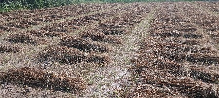 જૂવાદ વેચવાની છે