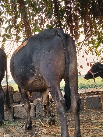 थंबनेल 3